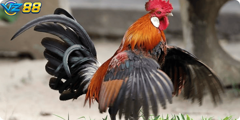 người chơi cần nắm vững các luật chơi cơ bản và quy tắc đặt cược