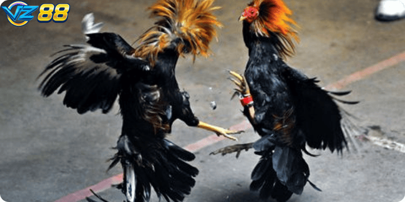 Đá Gà Hiểm – Trận Chiến Kịch Tính Giữa Những Chiến Kê Dũng Mãnh