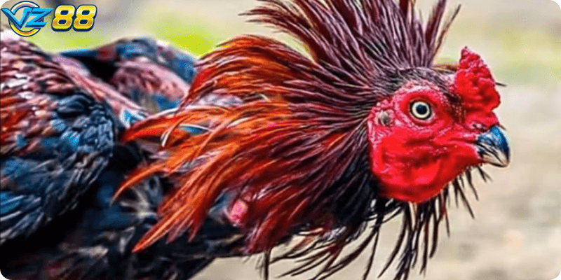 Lựa chọn thời điểm đặt cược hợp lý để tối ưu cơ hội thắng